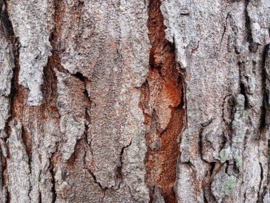 ağaç kabuğu dokusu, arkaplan ve doku