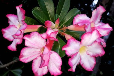 Güzel beyaz ve pembe adenyum obesum çiçekleri bahçede çiçek açar.