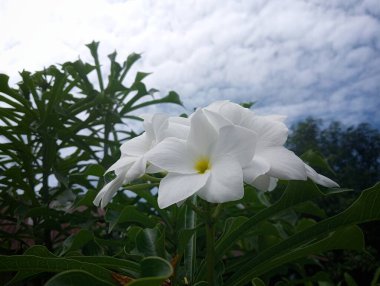 Bahçede beyaz frangipani çiçekleri