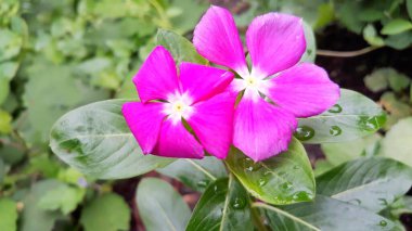 Bahçedeki güzel pembe çiçek