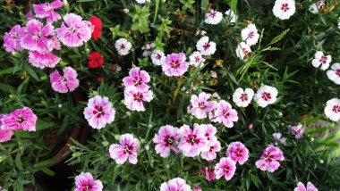 Bahçede açan güzel çiçekler..