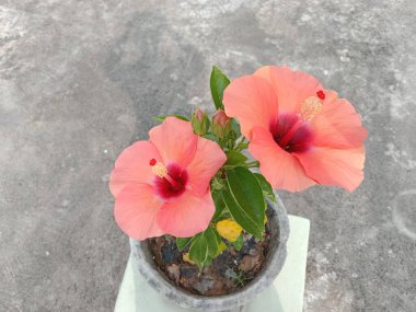 Hibiscus çiçekleri, canlı pembe merkezler sergiliyor. Çiçek, botanik ve doğa temaları için mükemmel..
