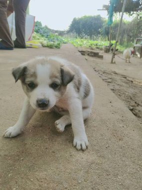 Köpek, park ve doğa antremanlarıyla bir çimenlikteki köpek golden retriever ile.