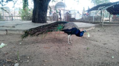 Beautiful Peacock At The Garden. A peacock is a brightly colored bird known for its stunning display of tail feathers.