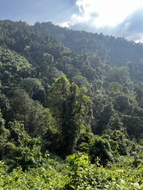 En tepedeki orman ağacı. Yağmur ormanları ekosistemi ve sağlıklı çevre konsepti ve arka plan, yukarıdan yeşil ağaç manzarası dokusu.