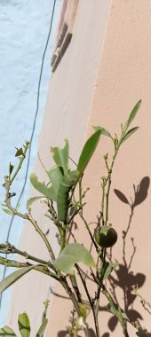Kırlangıç kelebeğinin yeşil tırtılı. Papilio machaon tırtılı. Tamamen tüysüz ya da tüysüz, bu tırtıllar acı verici bir şekilde besleyici bitkilere tırmanıyor ve sürekli yemek yiyorlar..