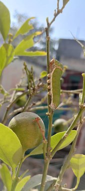 Baharat çalısı Silkmutu - Callosamia Promethea, ipekten tırtıl.