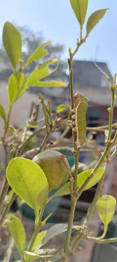 Kırlangıç kuyruklu güzel tırtıl tırtıl tırtıldan gelen kral kelebeği.
