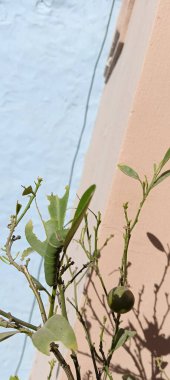 Kırlangıç kuyruklu güzel tırtıl tırtıl tırtıldan gelen kral kelebeği.