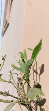 Kırlangıç kuyruklu güzel tırtıl tırtıl tırtıldan gelen kral kelebeği.