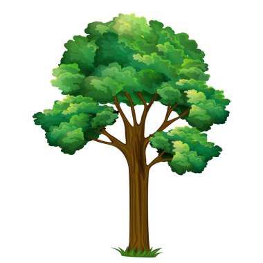 Görkemli bir yeşil ağaç dimdik ayakta duruyor. Doğanın güzelliği. Vektör Ağacı. 