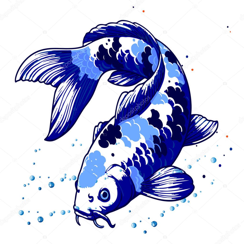 Blue koi aquarium fish, Koi vector illustration, blue Koi fish background illustration,