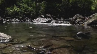 Ormandaki nehrin güzel manzarası