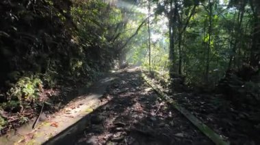 Kosta Rika 'daki güzel orman