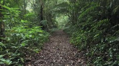 Ormanda bir patika. Yüksek kalite fotoğraf