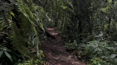 Kosta Rika 'daki güzel orman