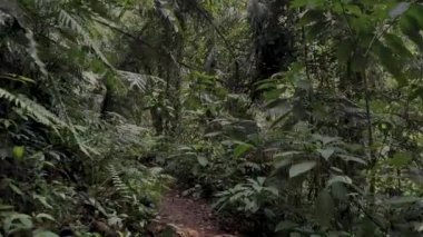 Ormandaki tropikal orman