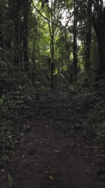 Ormanın güzel manzarası