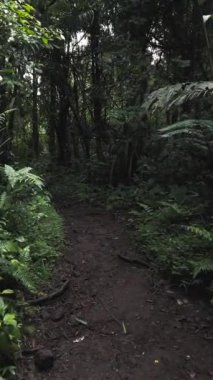 Ormanın güzel manzarası