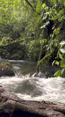 Ormanda güzel bir şelale