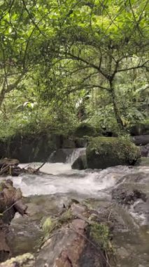 Ormanda güzel bir şelale