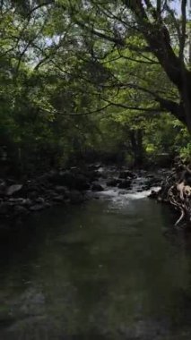 Ormanda güzel bir şelale