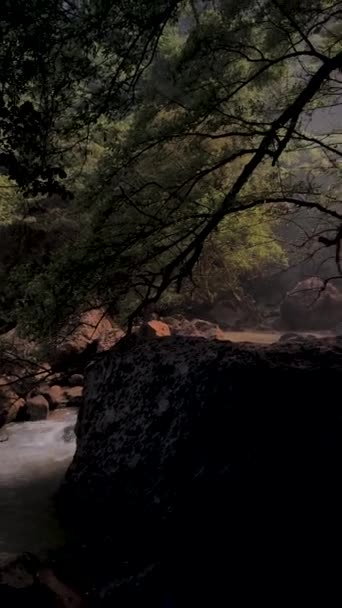 Piękny Krajobraz Drzewami Lasem — Wideo stockowe