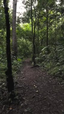 Ormandaki ormanın güzel bir görüntüsü