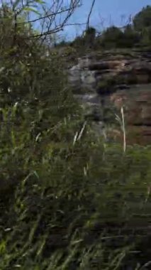 Şelale, doğa ve orman akışı