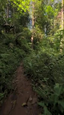 Dağlardaki orman yolu