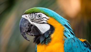  Mavi ve sarı bir papağan kameraya bakıyor. Papağanın siyah gagası ve beyaz bir kafası var.