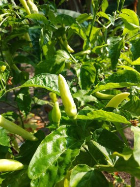 Taze yeşil biberler Sabah bahçede