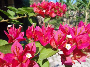 Pembe Bougainvillea çiçekleri sabah güneşinin altında bahçede