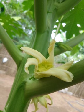 Papaya 'nın sabah bahçede çiçek açtığını hayal et.