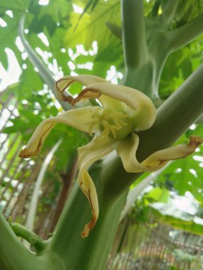 Papaya 'nın bahçede çiçek açtığını hayal et.