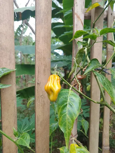 stock image Image Orange chili fruit that is about to ripen in the garden