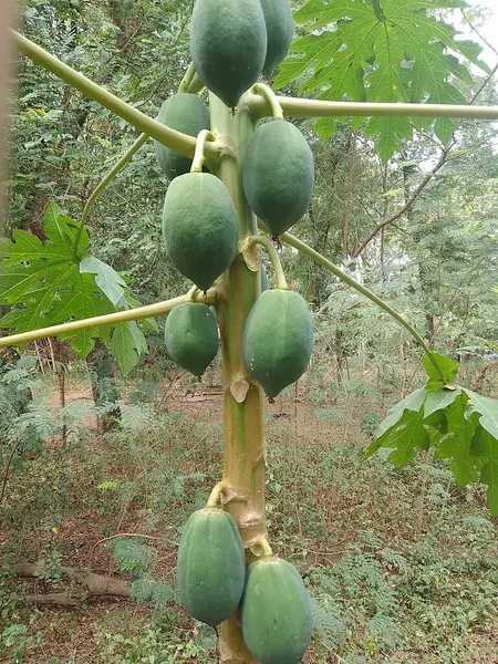 Bahçede genç papaya ağacı ve meyve resmi