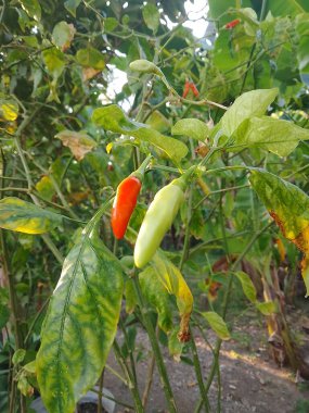 Taze, olgun kırmızı biber meyvesi bahçedeki bir ağaçta, öğleden sonra
