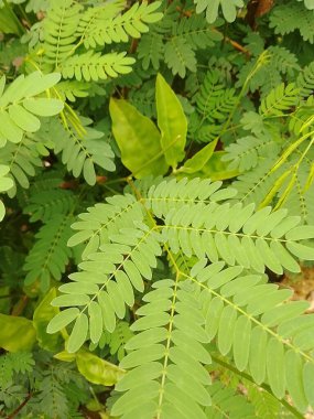 Öğleden sonra bahçedeki küçük yeşil yaprakların doğal fotoğrafı.