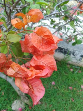 Güzel Red Bougainville çiçekleri güneşli bir günde bahçede