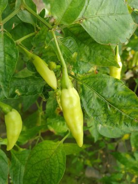 Yaprakları ve çiçekleri olan taze yeşil biber bitkisi.