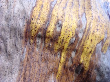 Bahçede gri sarı renkli kuru muz yaprakları