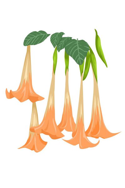 Красивый оранжевый цвет и лист на белом фоне