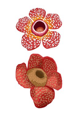 Rafflesia arnoldii çiçeği kırmızıdır ve beyaz lekeler beyaza ayrılır. 