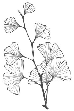 Ginkgo biloba yaprak çizgisi sanat siyah beyaz çizim silueti