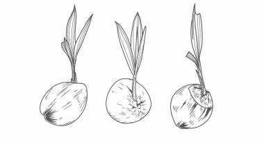 Siyah eskiz çizgisi doğanın hindistan cevizi çekimleri beyaz arka planda 