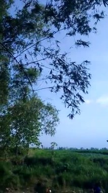 Nehirde mavi gökyüzü arkaplanlı bambu yaprakları