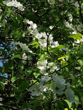 Baharda elma ağacı