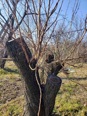 İlkbahar. Kesilen ağaç genç dallar üretti..