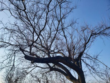 Ormandaki ağaç dalları